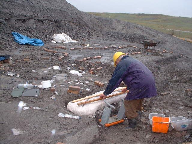 Alan plasters right pectoral fin of Leedsichthys in the rain